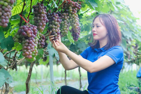 ĐOÀN XÃ THAN UYÊN ĐỒNG HÀNH, PHÁT HUY THANH NIÊN SÁNG TẠO TRONG LAO ĐỘNG, SẢN XUẤT, KINH DOANH