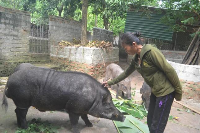 'Vỗ' lợn rừng bằng chè khổng lồ ảnh 2