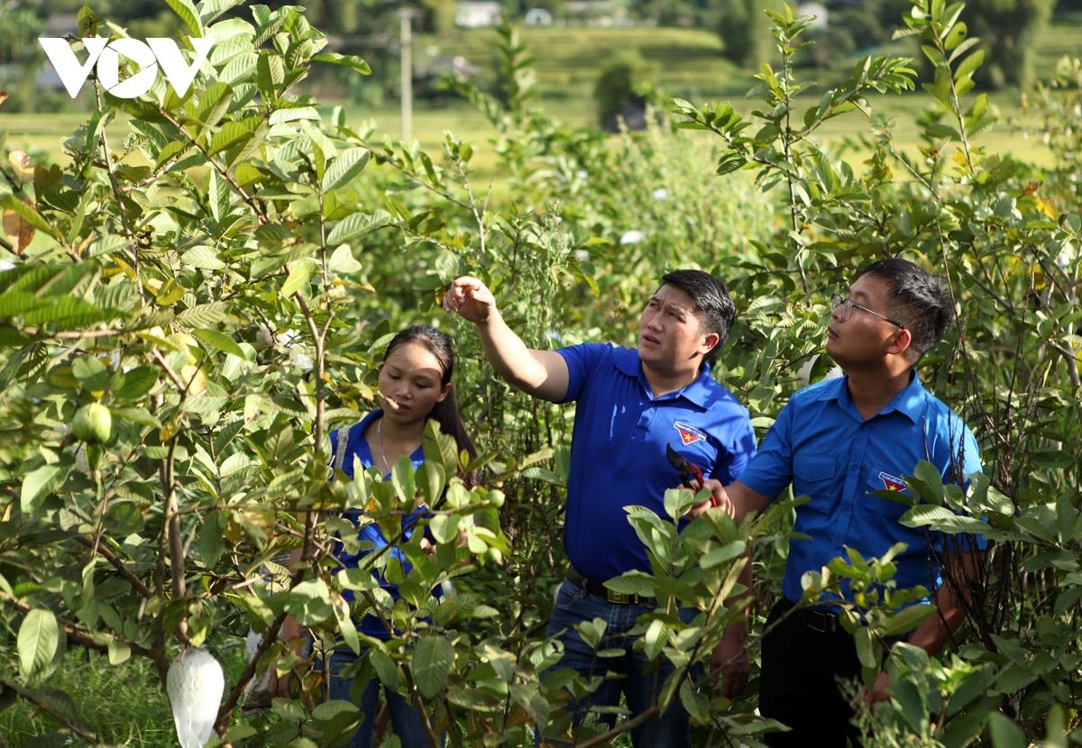 Thương hiệu ổi Hua Nà là sản phẩm Ocop và có tiếng trong và ngoài tỉnh Lai Châu do đoàn viên, thanh niên làm chủ.