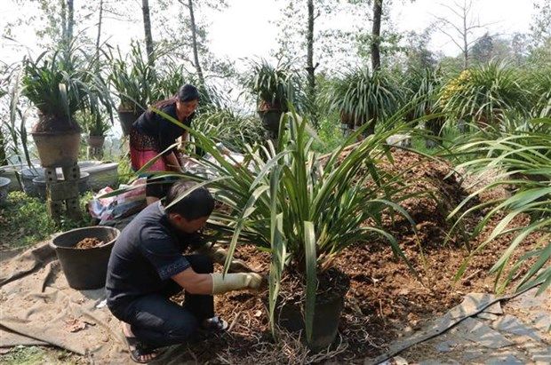 Mô hình trồng hoa địa lan với 1.000 chậu của anh Hảng A Dơ ở bản Sin Suối Hồ, xã Sin Suối Hồ, huyện Phong Thổ (Lai Châu) Ảnh: Việt Hoàng - TTXVN