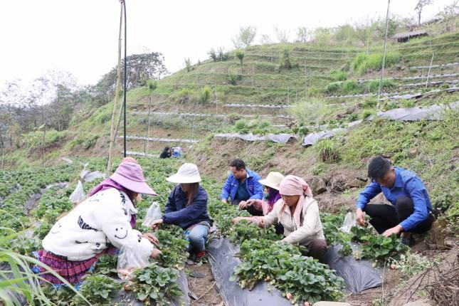 Thanh niên người Mông khởi nghiệp trồng dâu tây trên đất cằn, thu trăm triệu mỗi năm ảnh 1