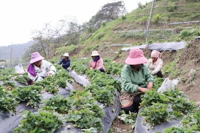 Thanh niên người Mông khởi nghiệp trồng dâu tây trên đất cằn, thu trăm triệu mỗi năm ảnh 7